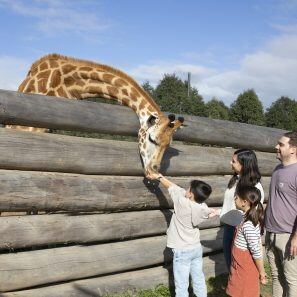 1603ea28-564d-48fa-ad53-df7e8cf67431_giraffe-encounter-pxpvfvk61np0s36wytjdzpwmwondhgaad6q860l5ne (1)