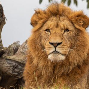 57e62dda-2d52-4aef-91f7-7f0a613bcc32_Lionencounter-pxpvfxfufbrlfb46nucn4pfk3ge3wuhr1g174kiday (1)